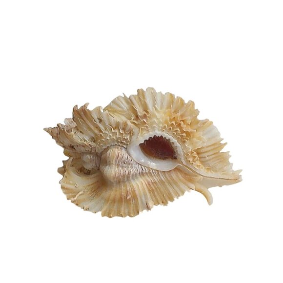 Rare Murex Miyokoae Kosuge Specimen Shell, Panglao Bohol Philippines - Picture 2 of 6